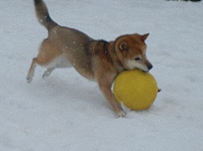 welina-dogpark