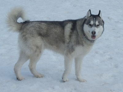 welina-dogpark