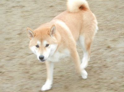 welina-dogpark