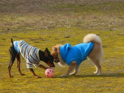 welina-dogpark