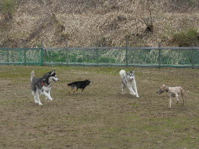 welina-dogpark