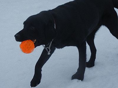 welina-dogpark