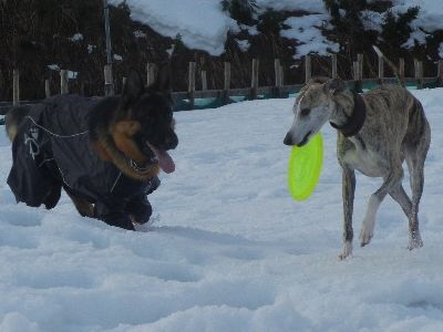 welina-dogpark