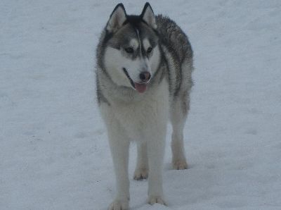 welina-dogpark