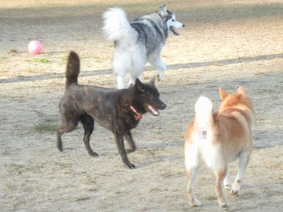 welina-dogpark