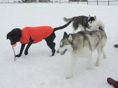 welina-dogpark