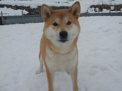 welina-dogpark