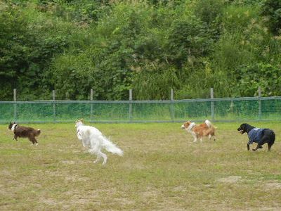 welina-dogpark