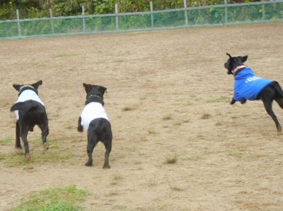welina-dogpark