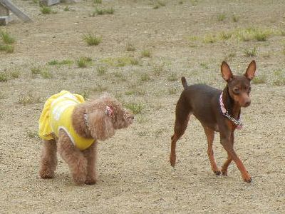 welina-dogpark