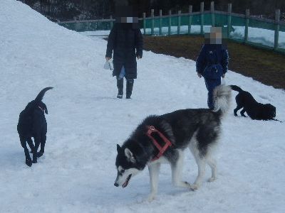 welina-dogpark