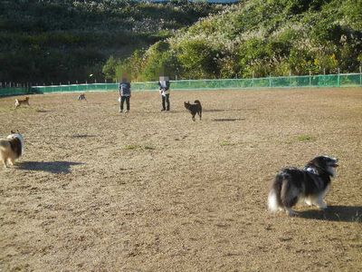 welina-dogpark