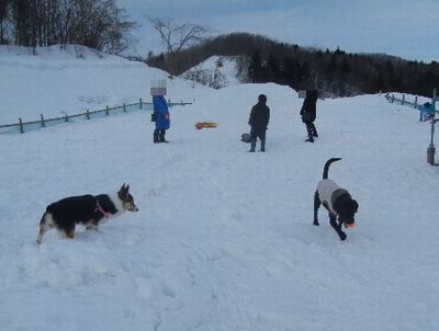 welina-dogpark