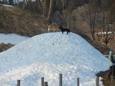 welina-dogpark