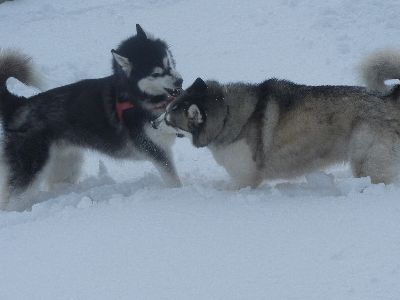 welina-dogpark