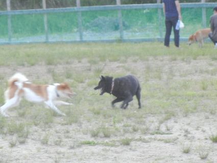 welina-dogpark