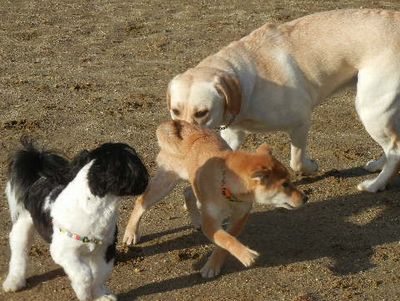 welina-dogpark