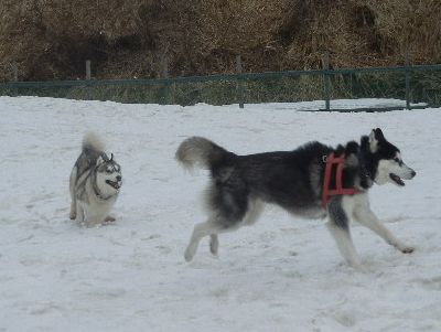 welina-dogpark