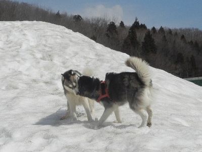 welina-dogpark