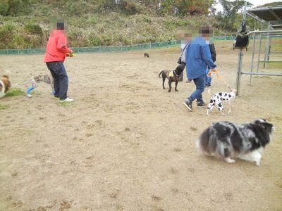 welina-dogpark