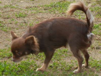 welina-dogpark