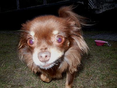 welina-dogpark