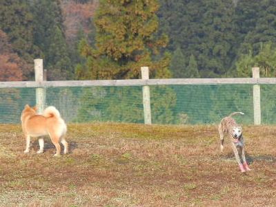 welina-dogpark