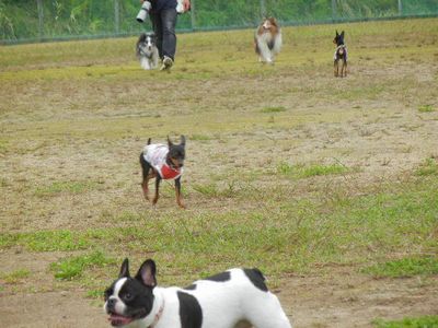 welina-dogpark