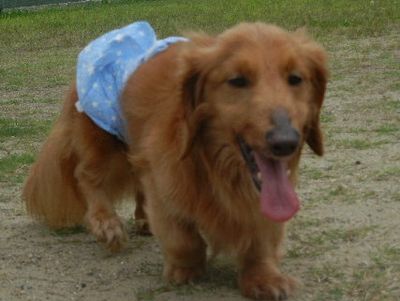 welina-dogpark