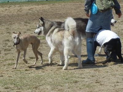 welina-dogpark