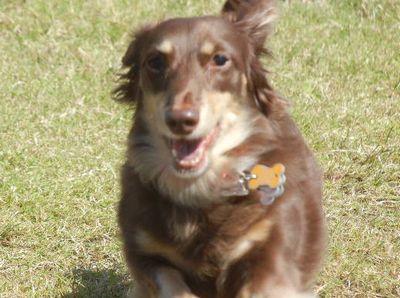 welina-dogpark