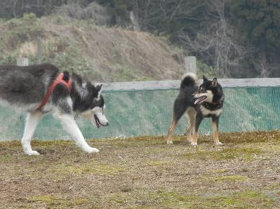 welina-dogpark