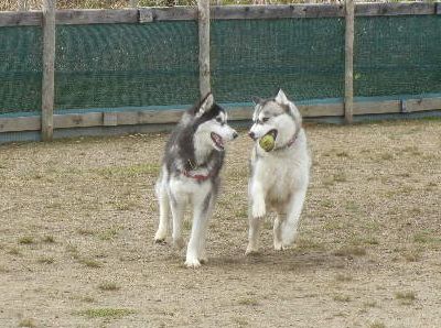 welina-dogpark