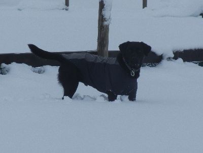 welina-dogpark