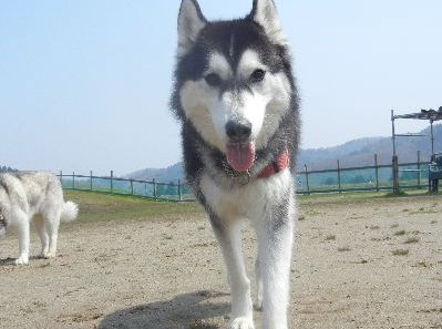 welina-dogpark