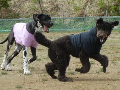 welina-dogpark