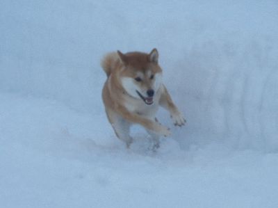 welina-dogpark