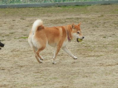 welina-dogpark