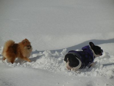 welina-dogpark