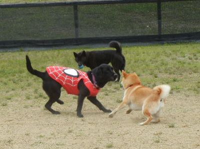 welina-dogpark