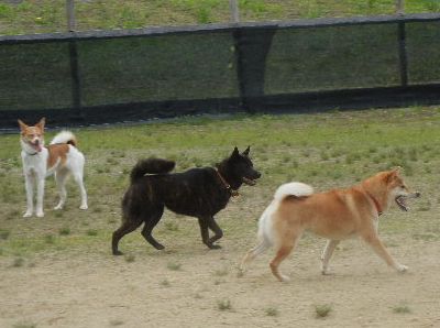 welina-dogpark