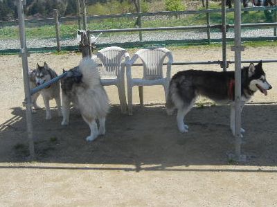 welina-dogpark