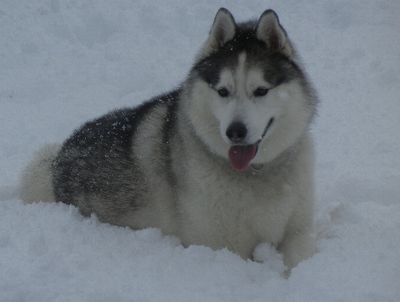 welina-dogpark