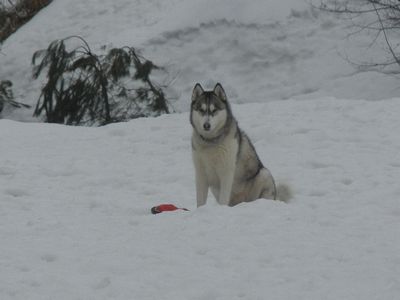 welina-dogpark