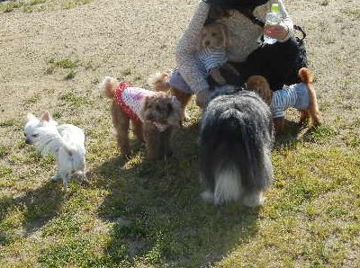 welina-dogpark