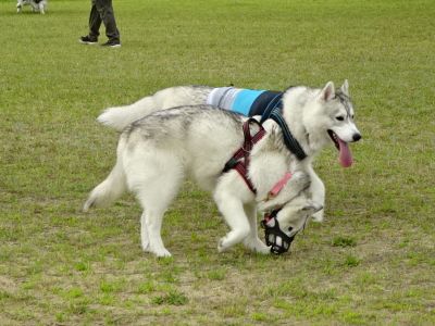 DSC08288.JPG