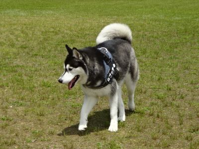 DSC08936.JPG