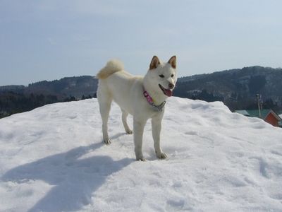 雪ちゃん