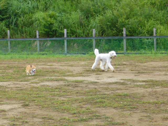 8/8ｗｅｌｉｎａｄｏｇｐａｒｋ