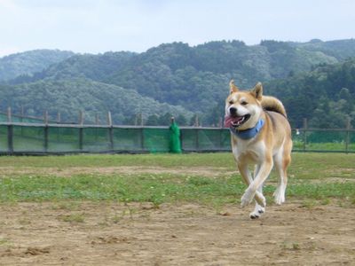 竜くん